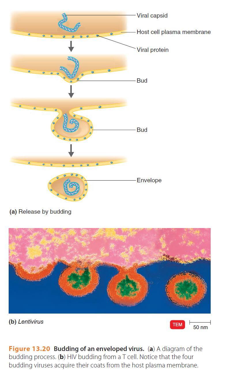 מהלך הדבקה בנגיף שחרור הויריונים הבוגרים יוצאים מהתא כדי להדביק תאים אחרים.
