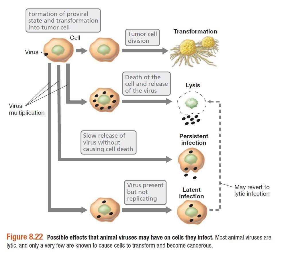 השפעות של נגיף על תא מאכסן השפעה ציטופאתית הרג התא המודבק השפעה לטנטית הוירוס אינו מזיק לתא המודבק )אך יכול לעבור להשפעה