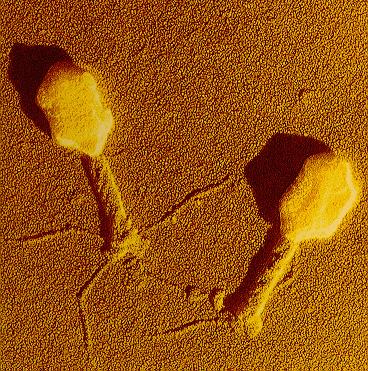 Bacteriophage T4 Complicated