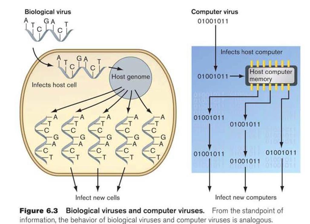 מה הם בעצם עושים? הנגיפים מפיצים את הגנום שלהם: וירוס מחשבים - מדביק מחשב, משעבד את המערכת לצורך הפצת עותקים שלו למחשבים אחרים.