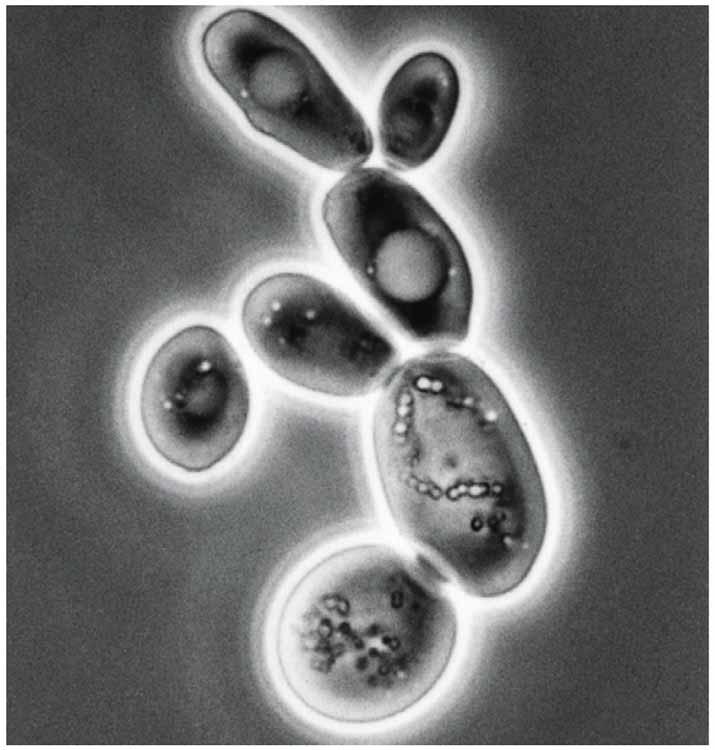 Saccharomyces cerevisiae.