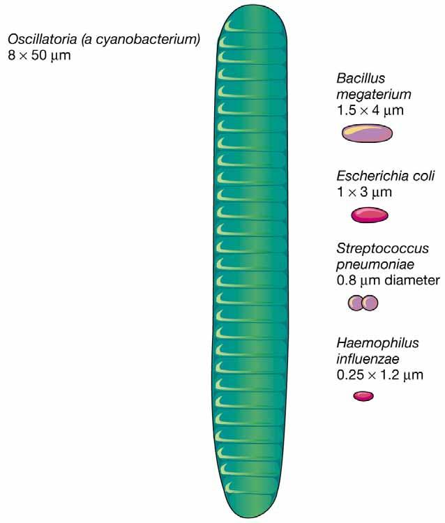 Most known prokaryotes have cell