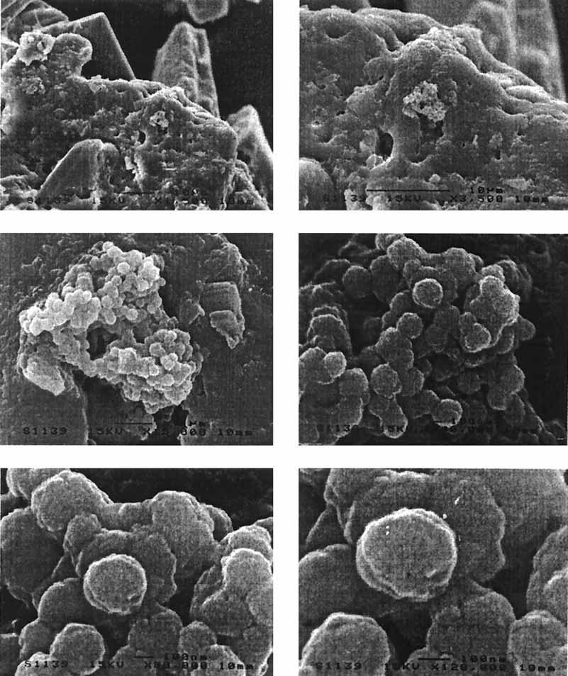 JOURNAL OF CLINICAL MICROBIOLOGY, Jan. 2003, Attempted Isolation of Nanobacterium sp.