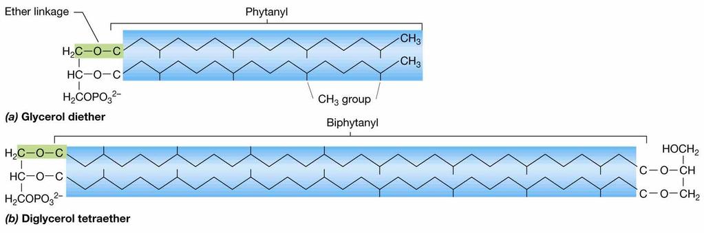 Major lipids of Archaea Hydrocarbon in (a)