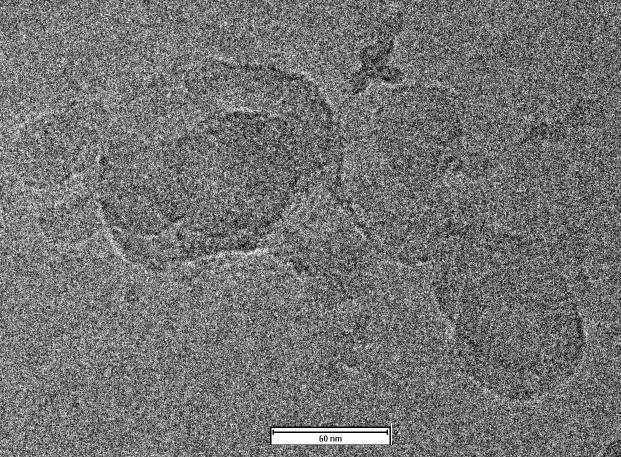 60 nm 50 nm Figure 3.5. Cryo-TEM images of Leu-PEI16 in 4.85% tbu/ddw The resulting hydroxylated PEI analog, Leu-PEI16, was solubilized in 4.