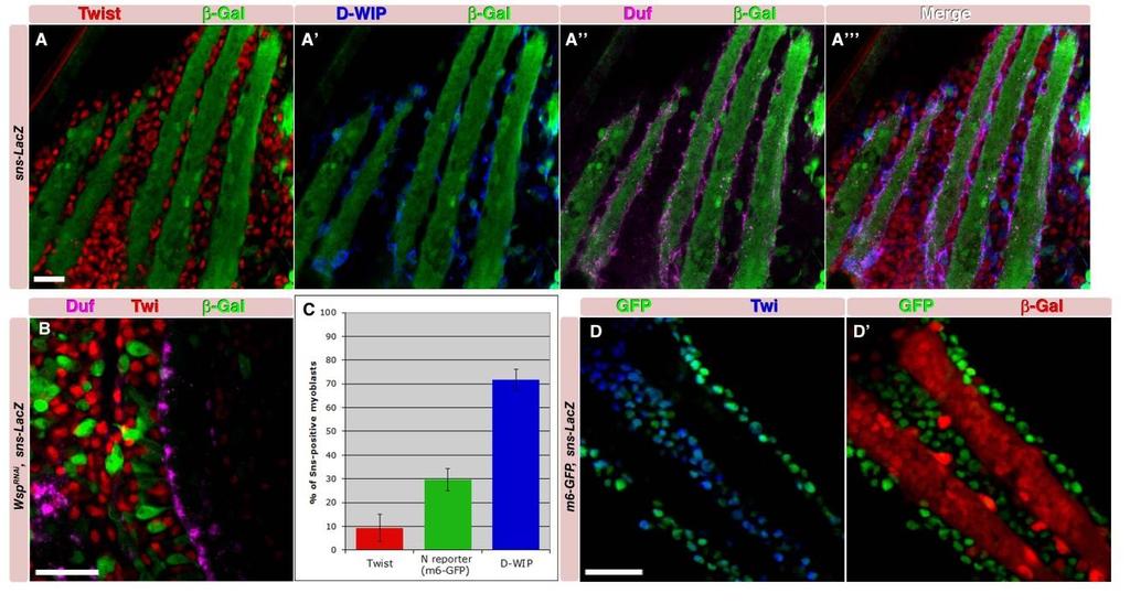 Taken together, these observations imply a dynamic transcriptional program in wing disc-derived myoblasts, in which mature myoblasts lose some of their early markers, while initiating expression of