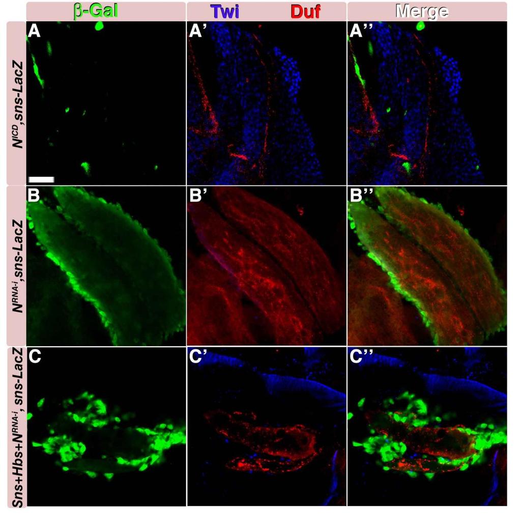 Figure 5. Notch signaling represses Sns expression and myoblast fusion. [A-C] Dissected pupal muscles 18 hours APF.