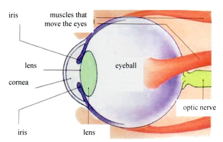 חוש הראייה: סביבת הטיפול הראייה: תיאור ותפקיד העין היא איבר הראייה והיא מורכבת מכמה חלקים: - הקרנית )Cornea( השקופה מגינה על העין - הקשתית )Iris( מעניקה לעין את צבעה - האישון )Pupil( מתרחב ומתכווץ