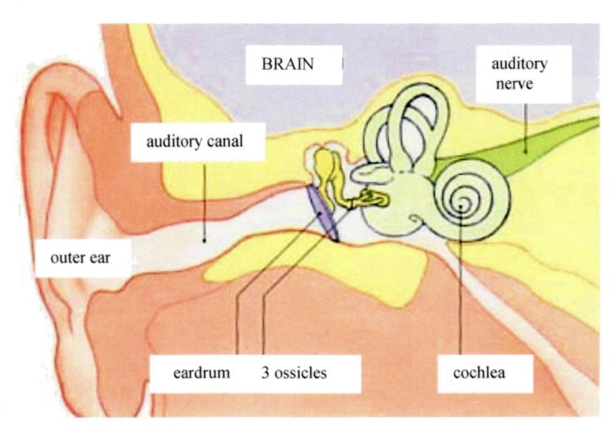 חוש השמיעה חוש השמיעה: תיאור ותפקיד האוזן היא איבר השמיעה. האוזן היא שער הכניסה לכל הצלילים הסובבים אותנו.