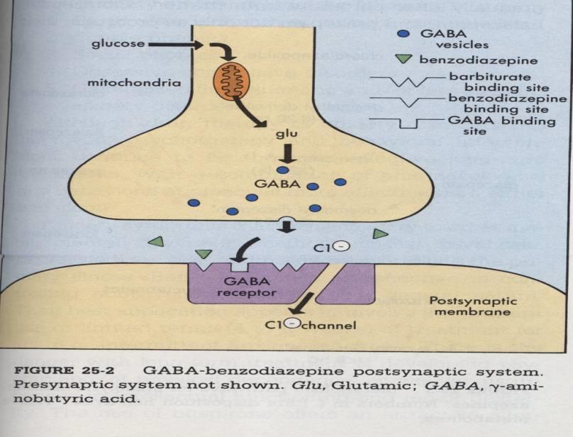 -amino-butiric acid - GABA GABA הינו נוירוטרנסמיטור אינהיביטורי עיקרי במערכת העצבים המרכזית חומצה הנוצרת מחומצה אמינית גלוטמט פועל על רצפטור המצומד לתעלת כלוריד קישור גאבא לרצפטור שלו גורמת