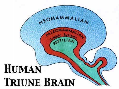 3 מוחות