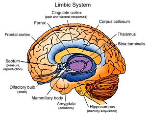 3 מוחות המערכת הלימבית התלמוס הוא ה"מתורגמן" של המוח, זה שאליו מתנקזים כל הגירויים החושיים.