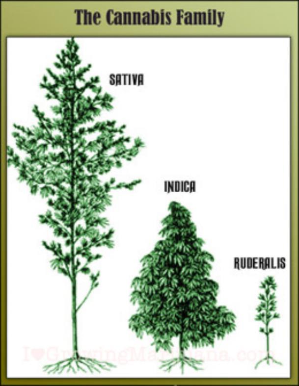 זני קנאביס במשפחת הקנאביס מספר זני צמחים קנביס סאטיבה (Cannabis