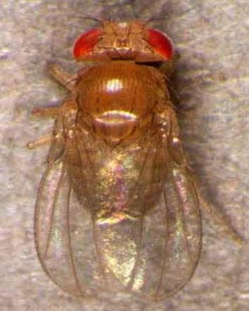 Drosophila Stock: Laboratory of Population Genetics Drosophila and