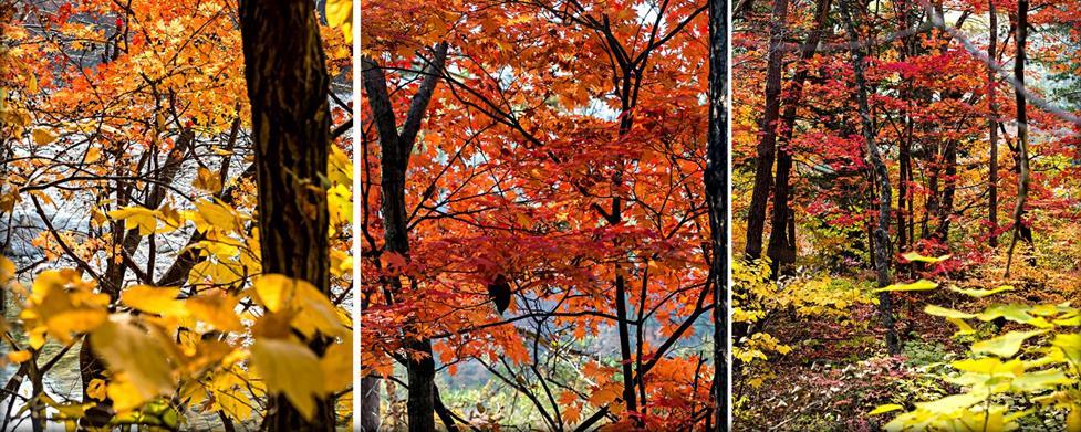 יום 14 23 באוקטובר, יום רביעי הר סאוראק, סיאול: לאחר ארוחת הבוקר נצא למיטב "אדריכלות הטבע" בשמורת סאוראק, בשיא צבעי השלכת.