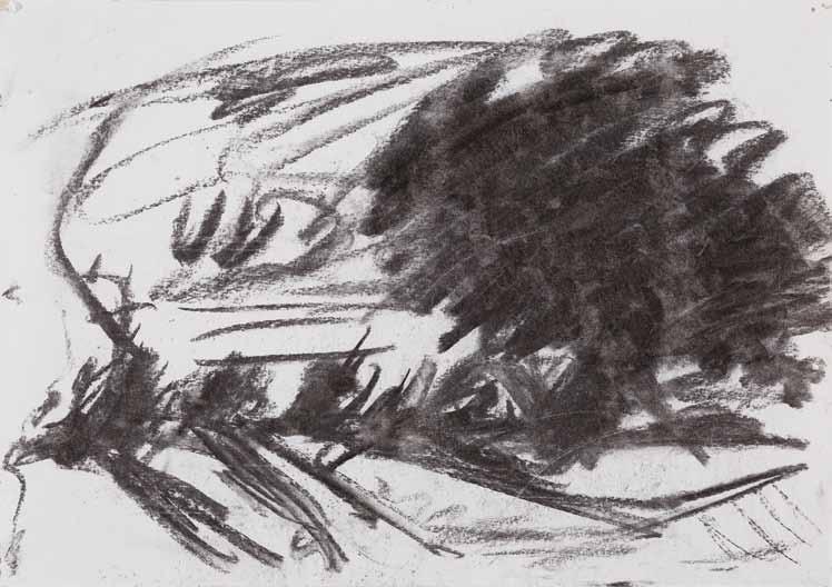 Study for The Sycamore Tree Charcoal on Paper