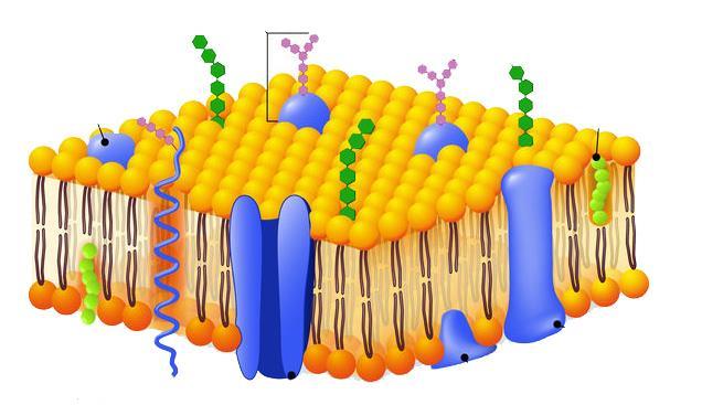 ממברנת התא המבנה הבסיסי של ממברנת התא