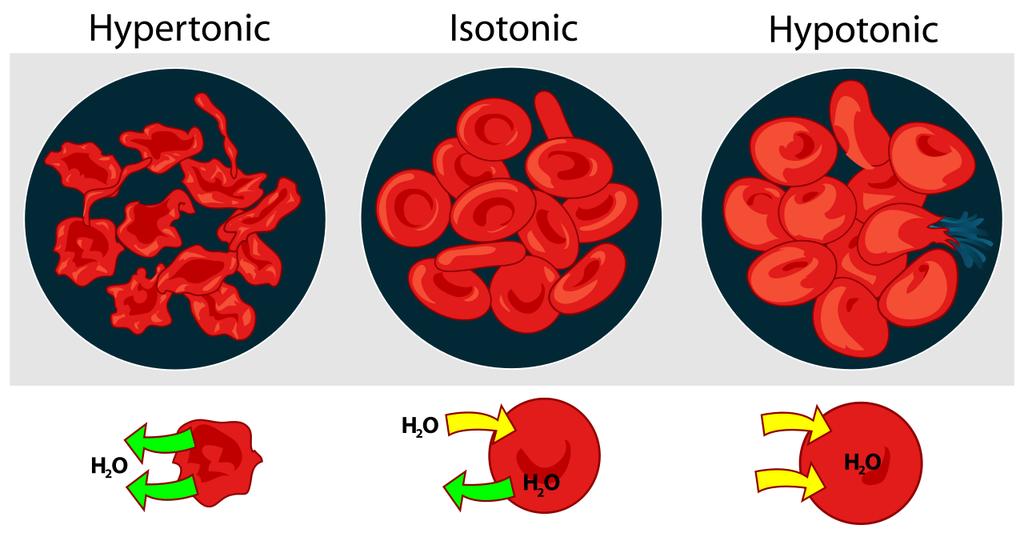 השפעת אוסמוזה על תאי דם בתמיסות שונות ריכוז התמיסה