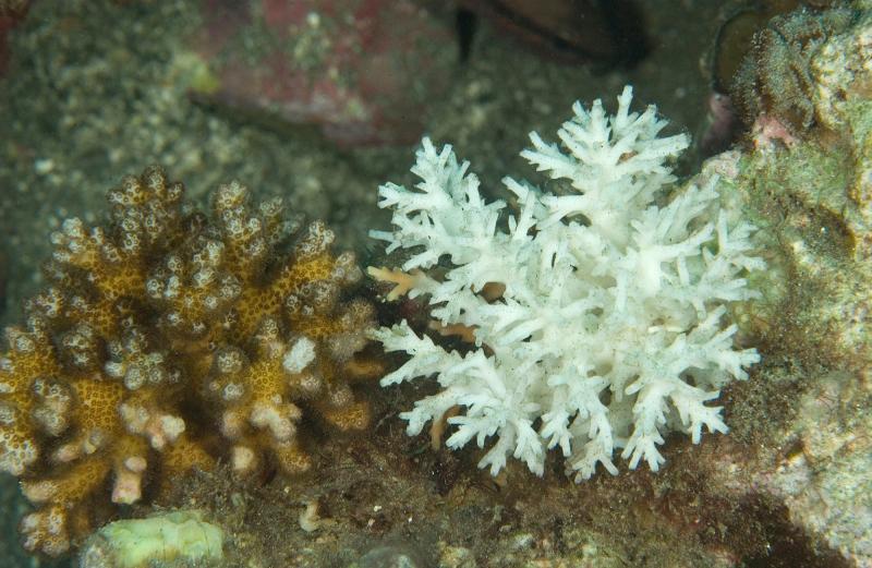 הלבנת אלמוגים נגרמת מעליית טמפרטורת מי הים ב 1-2
