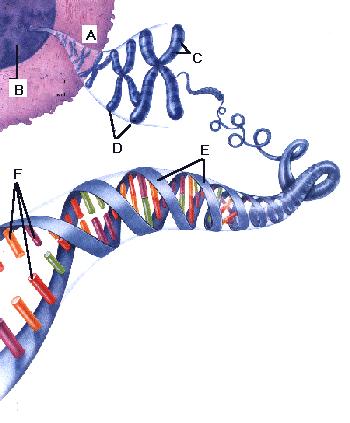 מבנה החומר התורשתי שם מולקולת הענק - DNA הוא קיצור ל: acid,deoxyribonucleic ובעברית