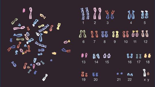 מזהים את הכרומוזומים השונים על פי צורתם.