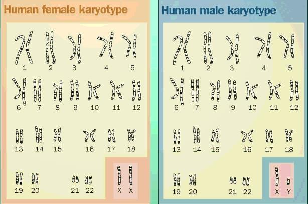 קריוטיפ נורמאלי גבר / אישה באדם 46 כרומוזומים, שהם 22 זוגות הומולוגיים