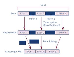 בעיית האינטרוולים במימד מוטיבציה: בעיית הרכבת הגן בDNA 1 גן )gene( יחיד מכיל אקסונים