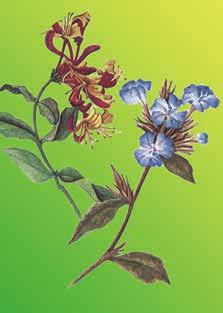 מטפלים בפרחי באך תמציות פרחי באך נקראות על שמו של ד ר אדוארד באך,M.D.