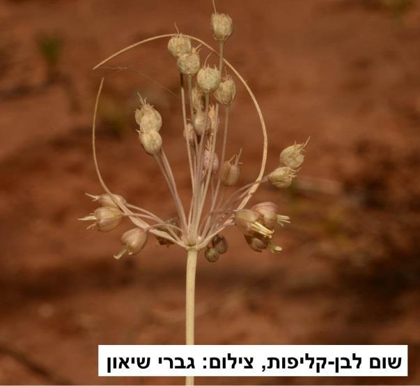 זהו מין אנדמי לישראל,שתואר למדע רק לפני כ- 25 שנה. הוא פורח בצבע שאינו בולט בעונה שבה כל הצומח יבש, והסיבה לצבע המוזר ולעונת הפריחה החריגה עדיין לא נחקרה.