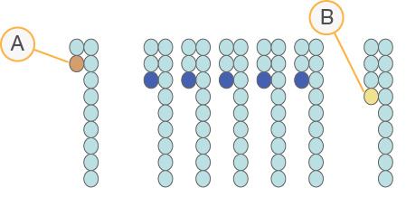 תיקו ן פאזה t t במהלך תגובת הרי צוף, כל גדיל DNA באשכול מתארך בבסיס אחד לכל מחזור. פאזה וקדם-פאזה מתרחשות כאשר גדיל יו צא מחוץ לפאזה של מחזור האיגוד הנוכחי. פאזה מתרחשת כאשר הבסיס מעוכב.