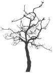 14. עצים בני-קיימא המלצות לרצועות הליכה מוצלות הגדלת חופת העצים.1.2.3.