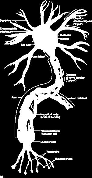 הנוירון : אנטומיה