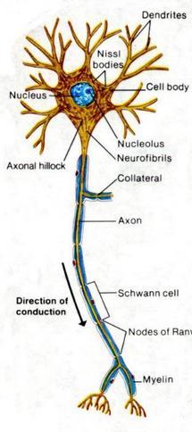 : Efferent neuron מוליכים מידע ממערכת העצבים המרכזית אל איברי מטרה )שריר, בלוטה או