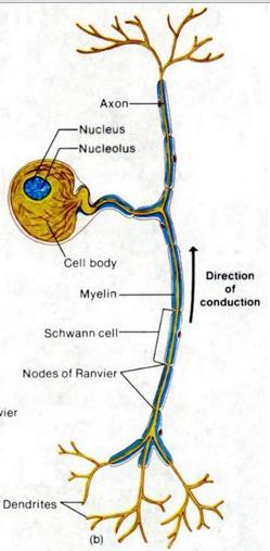 : קיימים שלושה סוגי Neurons : Afferent neurons מוליכים מידע מקולטנים באיברי חישה, או בפריפריה של גוף האדם. המידע מועבר אל מערכת העצבים המרכזית.