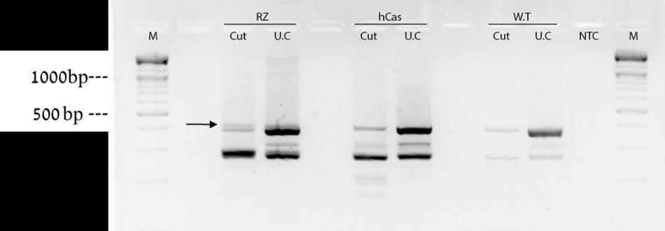 בוצע חיתוך גנומי, הגברת PCR ושוב חיתוך והתקבלו בנדים אשר לא נחתכו, אך בנד דומה התקבל גם בביקורת זן הבר wt שאמור היה להיחתך במלואו )איור 12(.