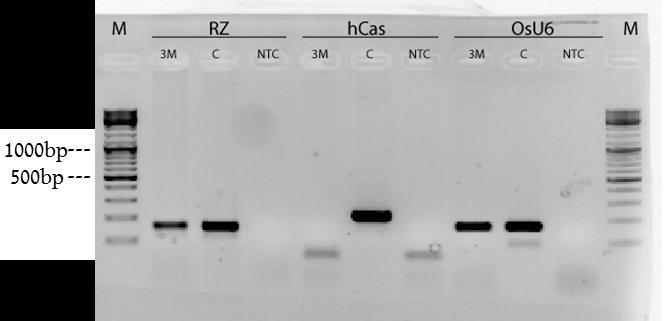 איור 13: הפרדה על גבי ג'ל של תוצרי PCR לבדיקת נוכחות הגן 3 Cas9 חודשים לאחר ההתמרה. נעשתה הגברת PCR בעזרת פריימרים ל Cas9 בהתאמה לפלסמידים משמאל לימין ( Cas9-pTX201-Rv. Cas9-Rv, hcas-fw, hcas9-rv.