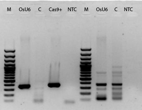 a אנליזת PCR לבדיקת נוכחות cas9 ו- Lyc ברמת ה DNA לצמחוני נץ חלב OsU6 לאחר רגנרציה איור 7.