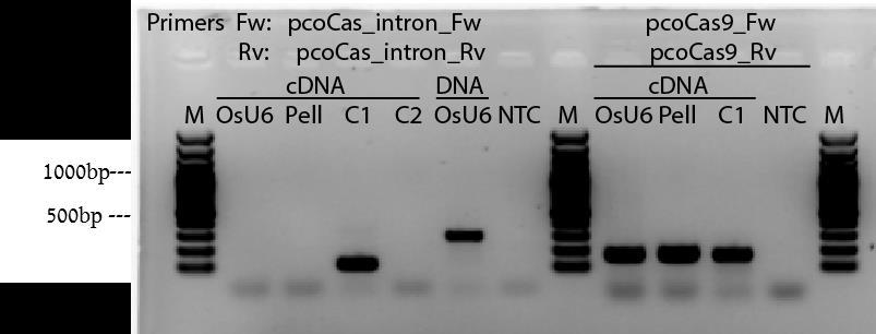 כיון שלא נמצאו מוטציות בשלב הביטוי החולף או בצמחונים המותמרים הוחלט לבדוק את ביטוי.Cas9 איור 8: הפרדה על גבי ג'ל של תוצרי PCR לבדיקת ביטוי PCR נעשתה הגברת ושחבור תקין בצמחוני.