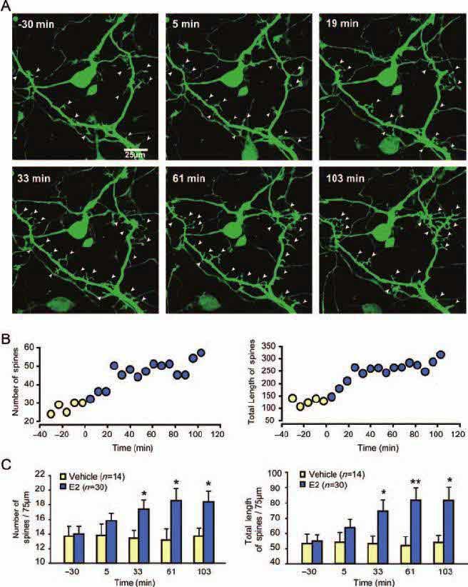 אסטרוגן ונוירונים מחקרים המבוצעים