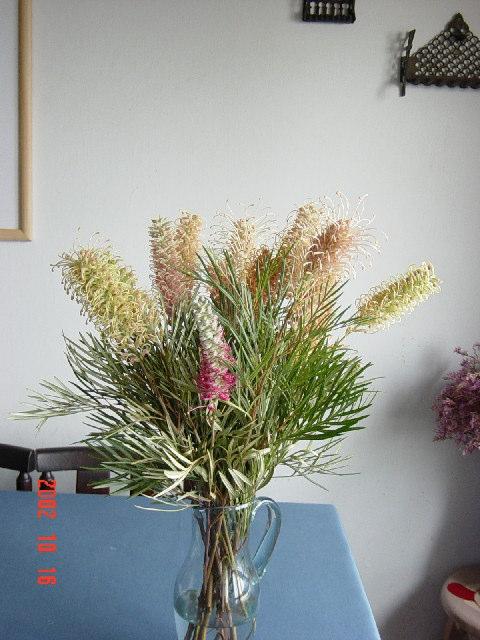 נ 7. Beal, P.R. and Joyce, D.C. 1996. Grevillea : A new cut flower crop. ІV National workshop for Australian native flowers. Perth, September 1996, pp. 197-3 In book of Programme and Proceedings. 8.