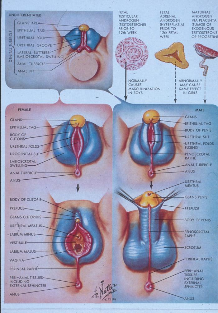 התמיינות של אברי מין חיצוניים בזכר: ההורמון דיהידרוטסטוסטרון המיוצר מהטסטוסטרון אחראי להתפתחות איבר