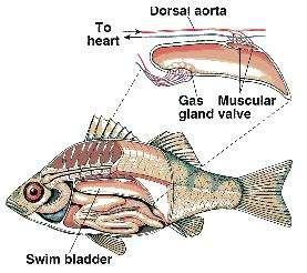 הסתגלות בעלי החיים לסביבה ימית שיווי משקל וציפה מרבית יצורי הים משתמשים בגופי שומן