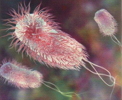 :Escherichia coli תכונות Escherichia coli הוא חיידק בעל תכונות טיפוסיות לחיידקי