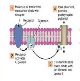 הרצפ טור ה מוסקר יני לאצטילכולין התא מגיע למתח סף mv) 40 ) מאוחר יותר כניסת +