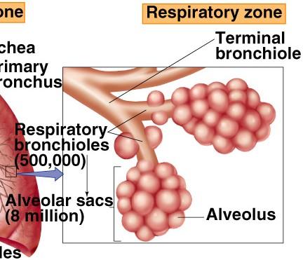 Respiratory bronchiols תעלות