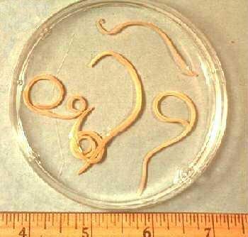 Roundworms תולעי ם In studying roundworms and longevity, scientists have identified several groups of genes that seem to promote longer life spans.