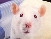 months; maximum: 59 months WHITE RAT LIFE SPAN Normal diet average: 23