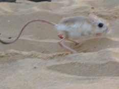 מריון חולות מין אנדמי לישראל )מימין( וירבוע מצוי תת-מין אנדמי של מישור החוף וחצי האי סיני