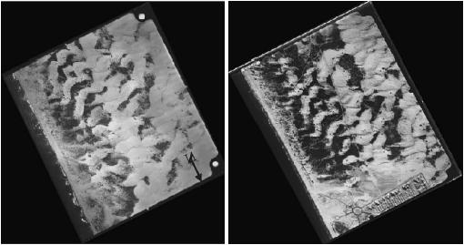 1965 1999 התבססות הצומח בדיונות החול של ניצנים בשנים שבין 1965 )משמאל( ל- 1999 )מימין(. גוון בהיר בתצלום מאפיין במציאות שטחים חוליים חשופים, גוון קהה מאפיין שטחים מכוסים בצומח.