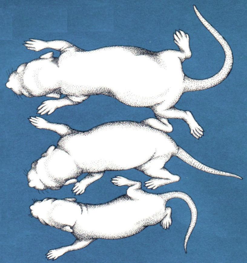 Mice with two copies of chromosome 17 From one parent are abnormal sizes Oversize Both copies